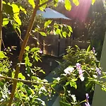 Apartman Laura *